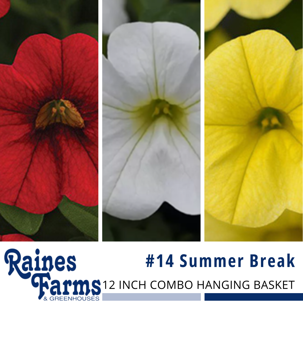 #14: Summer Break 12 Inch Combo Hanging Basket